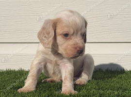 2 left Gorgeous cocker spaniel pups
