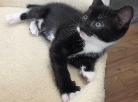 Black and white male kitten