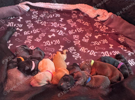 8 beautiful Labrador pups