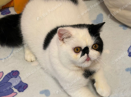 Very handsome 10 month old exotic boy