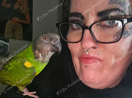 Tame, Male, 3 & Half Year Senegal Parrot For New Home,