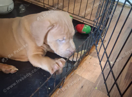 Absolotly stunning 8 week old puppy