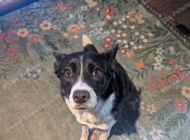 Border collie mixed German shepherd