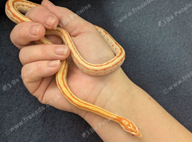 Tessera corn snake
