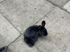 black baby bunny