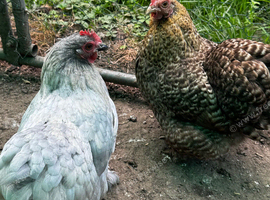 2 pekin bantam hens