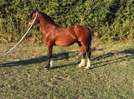 Stunning yearling colt