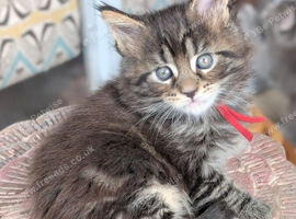 Chunky Loveable Maine Coon