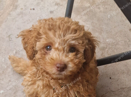 Tiny Toy Poodle girl
