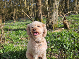 Looking for a forever home for my cavapoochon.