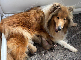 KC registered Sable and white puppies