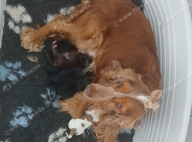 Beautiful cockapoo puppies F1