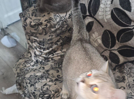 Rare cinnamon silver ash colour boy