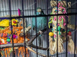 3 male kakarikis plus lots of extras