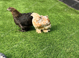 2 Pekin bantam hens