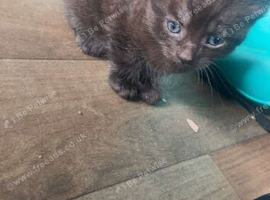 Mane coon kitten boy