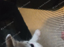 4 kittens looking for there forever home