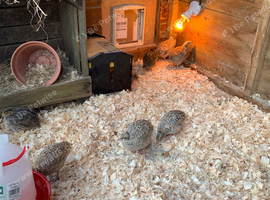 3 week old quail