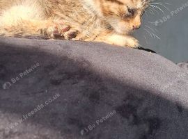 Mixed cat home asap