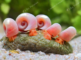 Pink Ramshorn Snails
