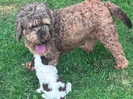 Beautiful F2 Cockapoo Puppies For Sale Cockapoo