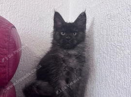 TICA active black smoke female