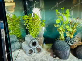 Axolotl with full set up