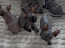 sphynx cannadian kittens