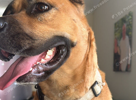 Dog for adoption