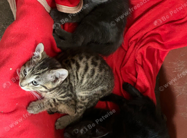 Beautiful kittens- please read full ad for prices