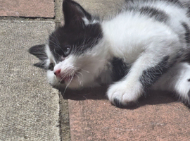 Cute kittens for sale (NEED GONE ASAP)