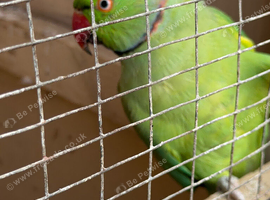 Indian ring neck