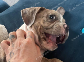 French bulldog x pocket bully