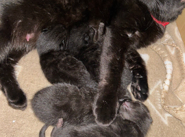 &zwj; four beautiful ghost tabby&rsquo;s for sale&zwj;