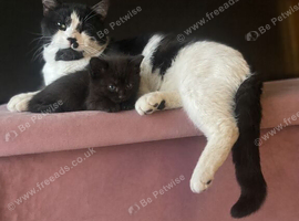 Beautiful fluffy kittens