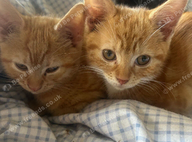 Kittens ready now
