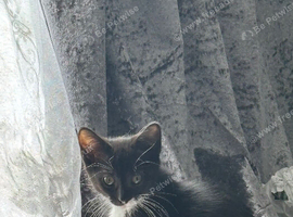 Black and white kitten