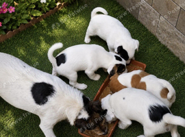 Traditional jack russell puppies