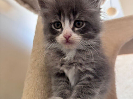 Maine Coons kitten