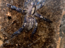 Poecilotheria Metallica (Female)