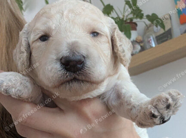 Exceptional moyen poodle puppies