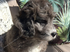 Chocolate Merle SaintBerdoodle Beautiful Rare F1 READY NOW!!!!