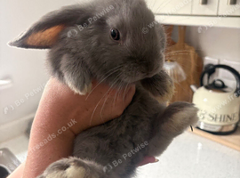 2 mini lop & 1 lion lop bunnies for sale