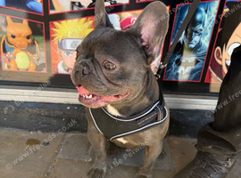 Male French bulldog for sale