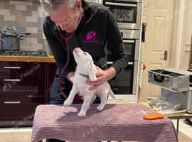 Mobile Vet Services with Vets 2 Your Pets