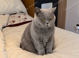 PEDIGREE, LOVING, HEALTHY, BSH NEEDS NEW HOME