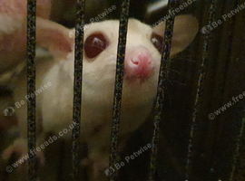 Sugar Gliders