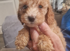 4 puppies