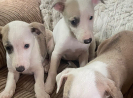 Fabulous Litter of Whippet Pups For Sale