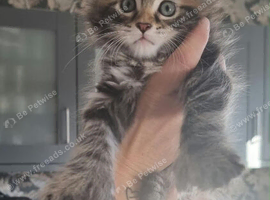 MAINCOON KITTENS